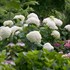 'Incrediball' Hydrangea