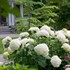 'Incrediball' Hydrangea