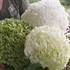 'Incrediball' Hydrangea