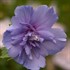 'Blue Chiffon' Hibiscus
