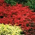 Burning Bush 'Fire Ball'