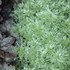 'Silver Mound' Artemisia