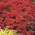 Burning Bush 'Fire Ball'