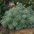 'Silver Mound' Artemisia