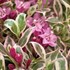 'My Monet' Weigela