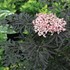 'Black Lace' Elderberry