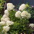 'Little Lime' Hydrangea