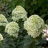 'Little Lime' Hydrangea