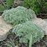 'Silver Mound' Artemisia