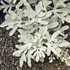 Wormwood 'SILVER BROCADE' 