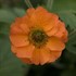 Geum 'Totally Tangerine' Avens