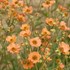 Geum 'Totally Tangerine' Avens