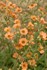 Geum 'Totally Tangerine' Avens