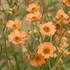 Geum 'Totally Tangerine' Avens