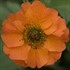 Geum 'Totally Tangerine' Avens