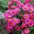 'Alma Potschke' New England Aster