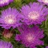 'Honeysong Purple' Stokes Aster