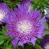 'Honeysong Purple' Stokes Aster