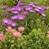 'Honeysong Purple' Stokes Aster