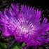 'Honeysong Purple' Stokes Aster