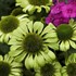 'Green Jewel' Coneflower