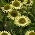 'Green Jewel' Coneflower