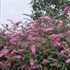 'Pink Delight' Butterfly Bush