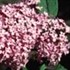 'Pink Delight' Butterfly Bush