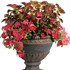 Surfinia® 'Deep Red'