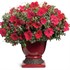 Surfinia® 'Deep Red'