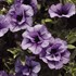 Supertunia® 'Priscilla'®