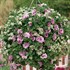 Supertunia® 'Priscilla'®