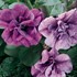 Supertunia® 'Priscilla'®