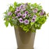 Supertunia® 'Priscilla'®