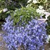 'Blue Waterfall' Bellflower pp13161