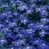 Lobelia Dark Blue