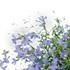 Lobelia Dark Blue