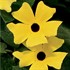 LEMON W/ BLACK EYE SUSAN VINE