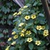 LEMON W/ BLACK EYE SUSAN VINE