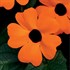 Orange Black-Eyed Susan Vine