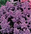 Astilbe 'Amethyst' False Spirea
