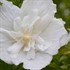 White Chiffon™ Rose of Sharon
