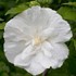 White Chiffon™ Rose of Sharon