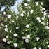 White Chiffon™ Rose of Sharon