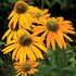 'Now Cheesier' Coneflower
