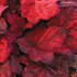 'Autumn Leaves' Coral Bells
