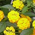 Lantana 'New Gold'