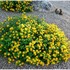 Lantana 'New Gold'
