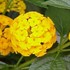 Lantana 'New Gold'