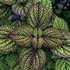 'Fishnet Stockings'  Coleus